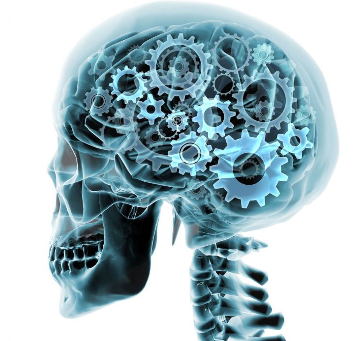 brain gears